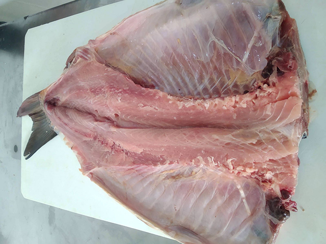 image of carp fish